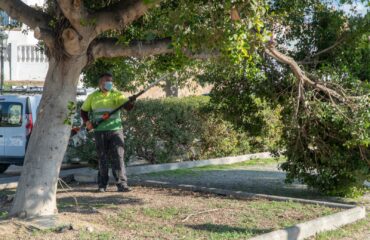 El Ayuntamiento pone en marcha un Plan de Poda en todo el municipio