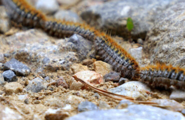 Aplicado un tratamiento contra la procesionaria en los pinos del municipio