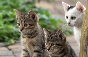 Nerja abre la consulta pública previa del Plan Municipal de Control y Gestión Ética de Colonias Urbanas Felinas